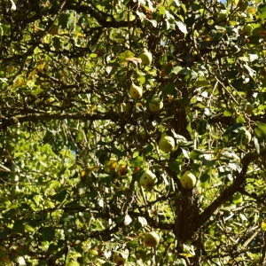 Photographie n°2244387 du taxon Pyrus communis L. [1753]