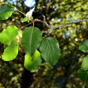 Photographie n°2244388 du taxon Pyrus communis L. [1753]