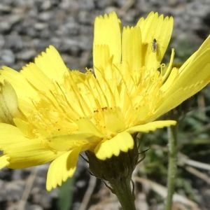 Photographie n°2244456 du taxon Tolpis staticifolia (All.) Sch.Bip. [1861]