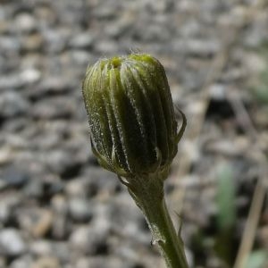 Photographie n°2244459 du taxon Tolpis staticifolia (All.) Sch.Bip. [1861]