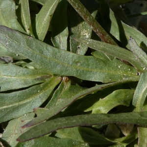 Photographie n°2244460 du taxon Tolpis staticifolia (All.) Sch.Bip. [1861]