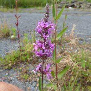 Photographie n°2244495 du taxon Lythrum salicaria L.