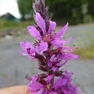 Photographie n°2244497 du taxon Lythrum salicaria L.