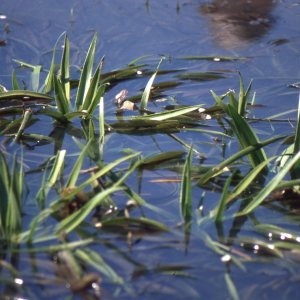 Photographie n°2244503 du taxon Stratiotes aloides L. [1753]