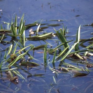 Stratiotes aloides L. (Aloès d'eau)