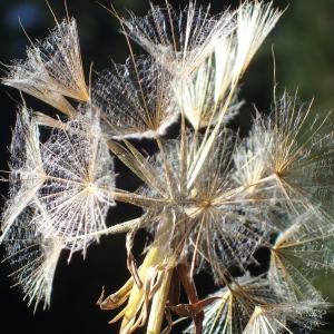 Photographie n°2244519 du taxon Tragopogon pratensis L. [1753]