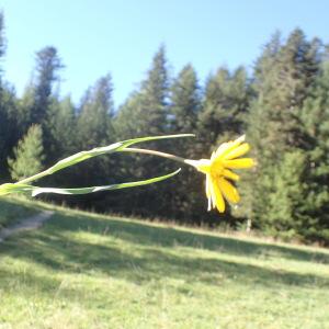 Photographie n°2244520 du taxon Tragopogon pratensis L. [1753]