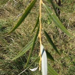 Photographie n°2244534 du taxon Salix babylonica L. [1753]