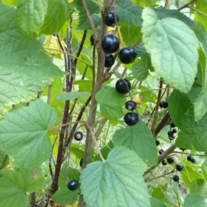 Photographie n°2244545 du taxon Ribes nigrum L. [1753]