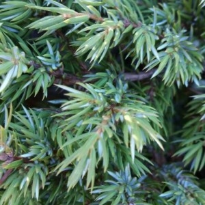 Photographie n°2244569 du taxon Juniperus communis L. [1753]