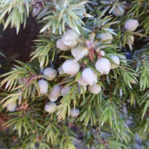 Photographie n°2244570 du taxon Juniperus communis L. [1753]