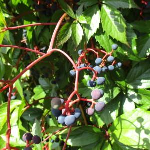 Photographie n°2244615 du taxon Parthenocissus quinquefolia (L.) Planch.