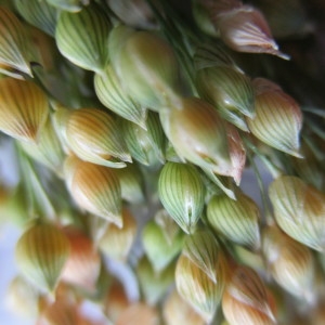 Photographie n°2244616 du taxon Panicum miliaceum L.