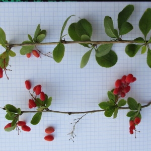 Photographie n°2244618 du taxon Berberis vulgaris L.