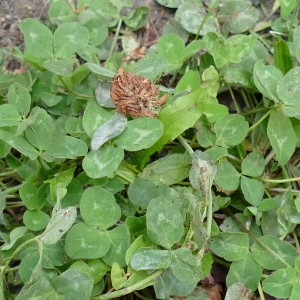 Photographie n°2244688 du taxon Trifolium L.