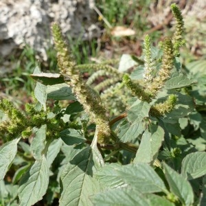 Photographie n°2244696 du taxon Amarante réfléchie