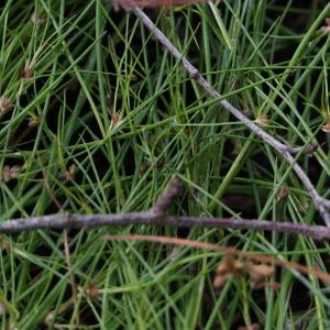 Photographie n°2244718 du taxon Juncus bulbosus L. [1753]