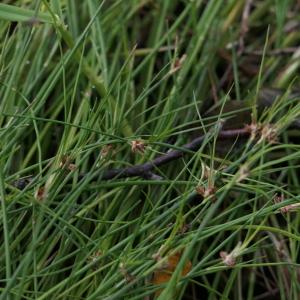 Photographie n°2244719 du taxon Juncus bulbosus L. [1753]