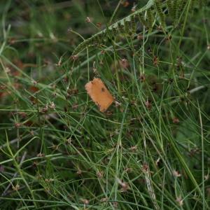 Photographie n°2244720 du taxon Juncus bulbosus L. [1753]