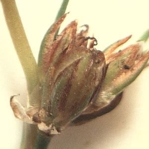 Photographie n°2244723 du taxon Juncus bulbosus L. [1753]