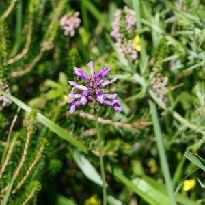 Photographie n°2244756 du taxon Stachys officinalis (L.) Trévis. [1842]