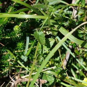 Photographie n°2244758 du taxon Stachys officinalis (L.) Trévis. [1842]