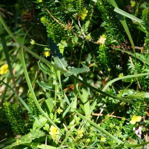 Photographie n°2244760 du taxon Stachys officinalis (L.) Trévis. [1842]