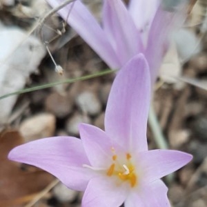 Photographie n°2244787 du taxon Colchicum autumnale L. [1753]