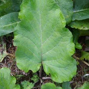 Photographie n°2244789 du taxon Arctium lappa L. [1753]