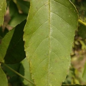 Photographie n°2244819 du taxon Fraxinus excelsior L. [1753]