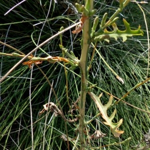 Photographie n°2244847 du taxon Lactuca viminea (L.) J.Presl & C.Presl [1819]