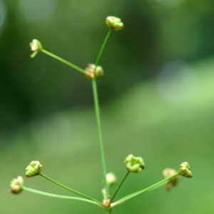 Photographie n°2244906 du taxon Alisma plantago-aquatica L. [1753]