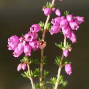 Photographie n°2244914 du taxon Erica cinerea L. [1753]