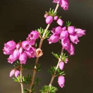 Photographie n°2244915 du taxon Erica cinerea L. [1753]