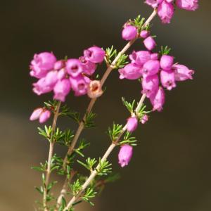 Photographie n°2244917 du taxon Erica cinerea L. [1753]