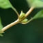  Liliane Roubaudi - Ludwigia palustris (L.) Elliott