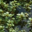  Liliane Roubaudi - Ludwigia palustris (L.) Elliott