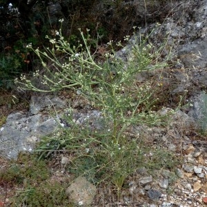 Photographie n°2244944 du taxon Seseli tortuosum L. [1753]