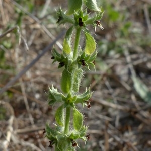 Photographie n°2244954 du taxon Sideritis montana L. [1753]