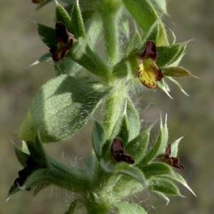 Photographie n°2244956 du taxon Sideritis montana L. [1753]