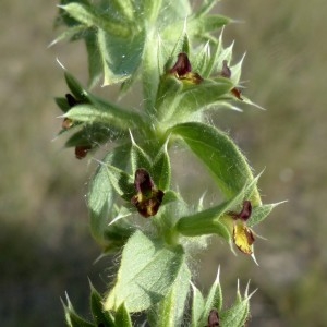 Photographie n°2244957 du taxon Sideritis montana L. [1753]