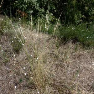 Photographie n°2244962 du taxon Stipa capillata L. [1762]
