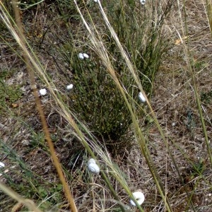 Photographie n°2244963 du taxon Stipa capillata L. [1762]