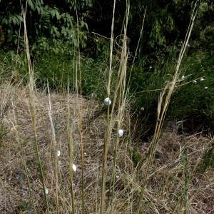 Photographie n°2244964 du taxon Stipa capillata L. [1762]