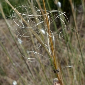 Photographie n°2244966 du taxon Stipa capillata L. [1762]