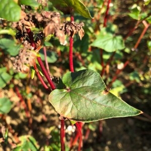 Photographie n°2245011 du taxon Fagopyrum esculentum Moench [1794]