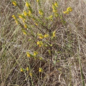 Photographie n°2245022 du taxon Odontites luteus (L.) Clairv. [1811]