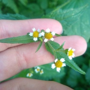 Photographie n°2245079 du taxon Galinsoga parviflora Cav. [1795]