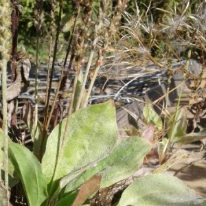 Photographie n°2245085 du taxon Plantago major L. [1753]