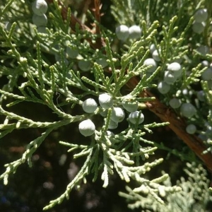 Photographie n°2245096 du taxon Juniperus virginiana L. [1753]